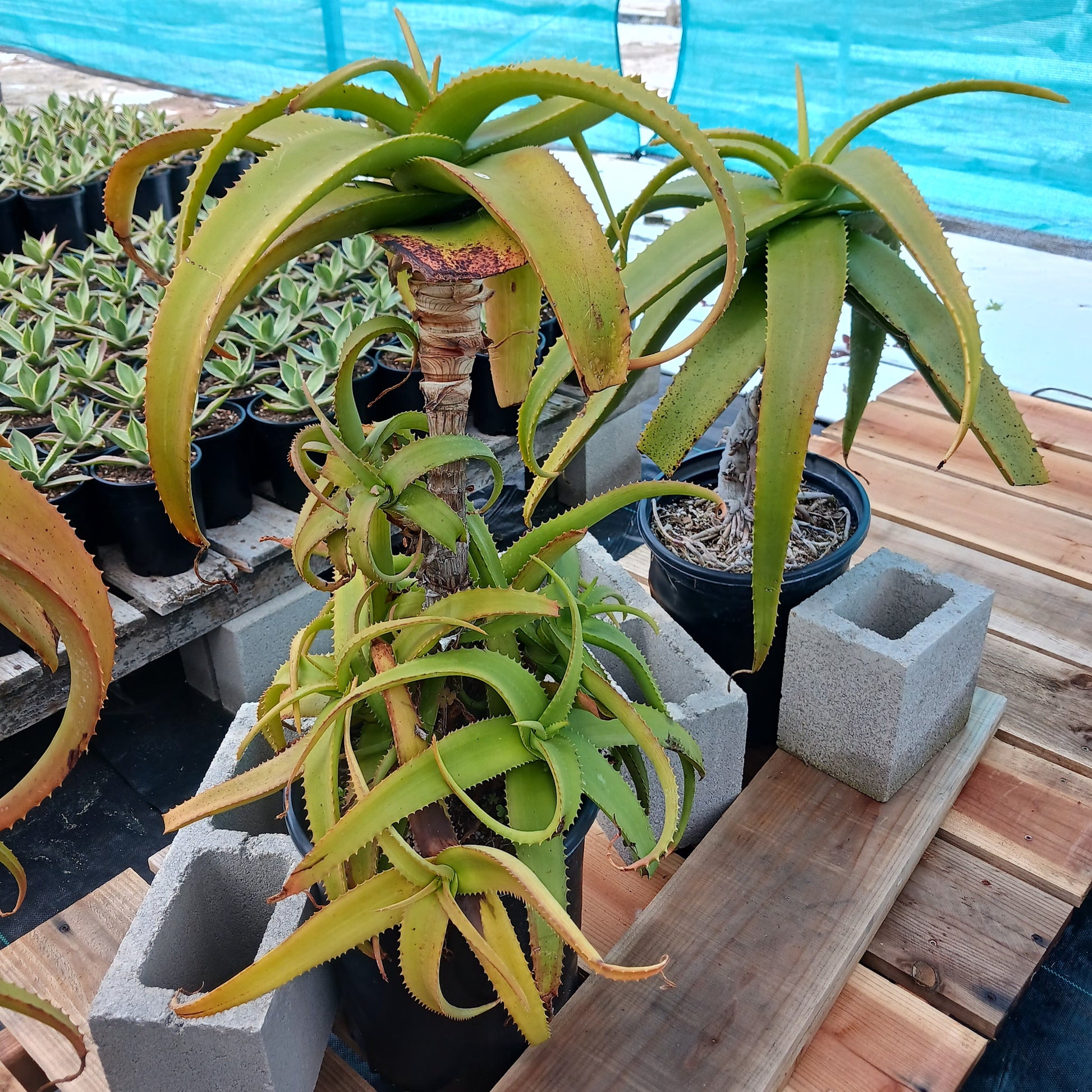 Aloe "Yemeni Gold" - 5ga