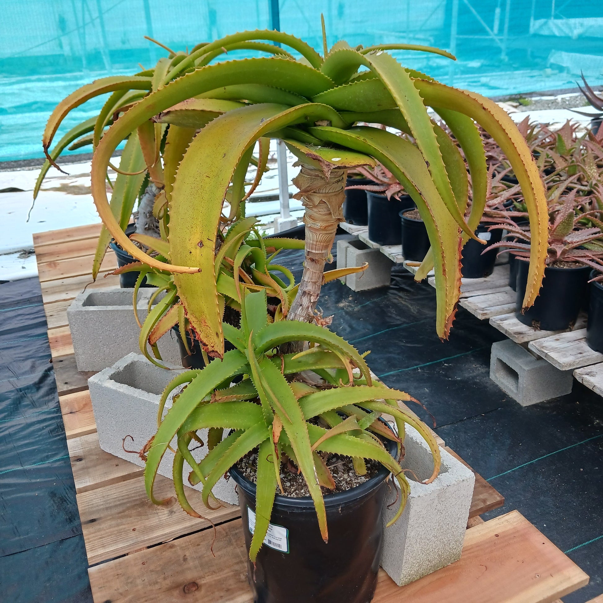 Aloe "Yemeni Gold" - 5ga