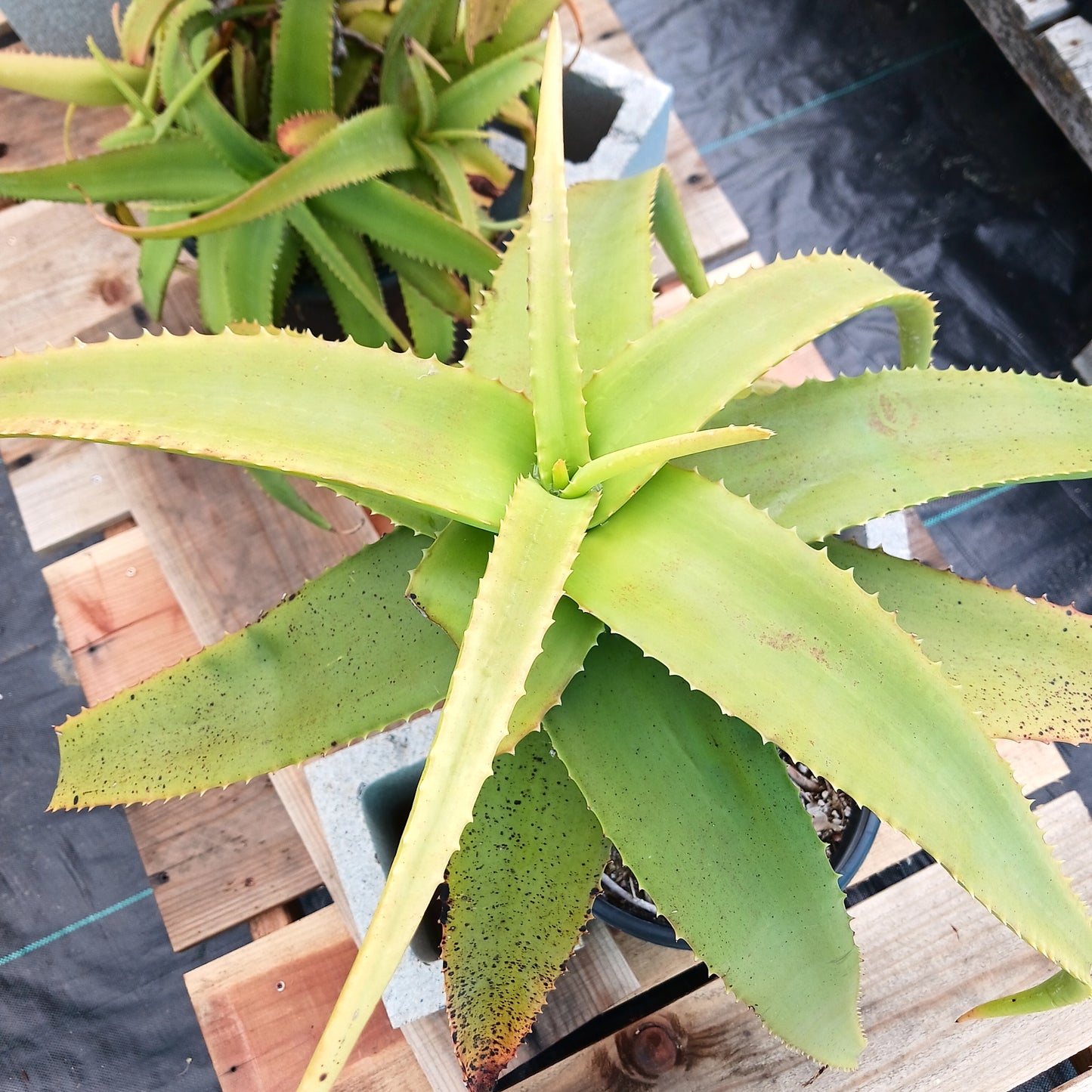top view of Aloe "Yemeni Gold" - 5ga