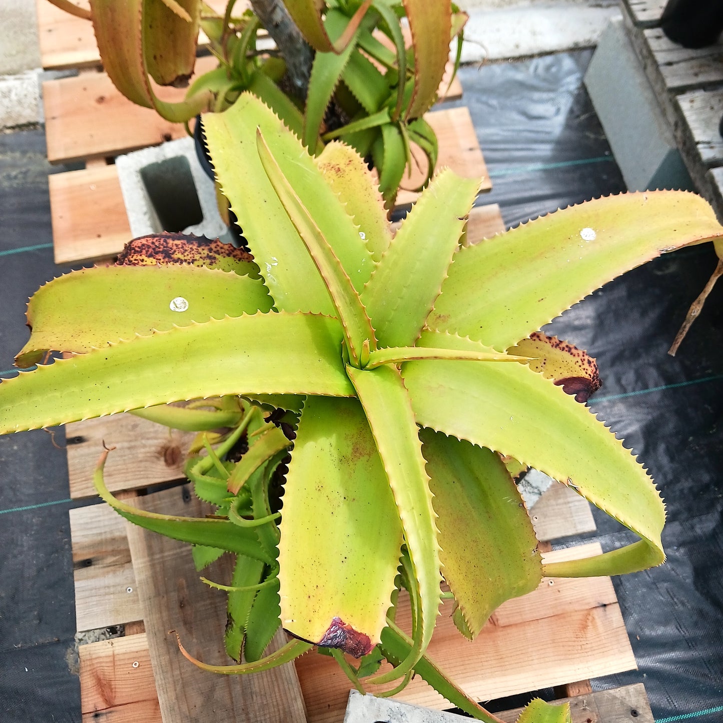 top view of Aloe "Yemeni Gold" - 5ga