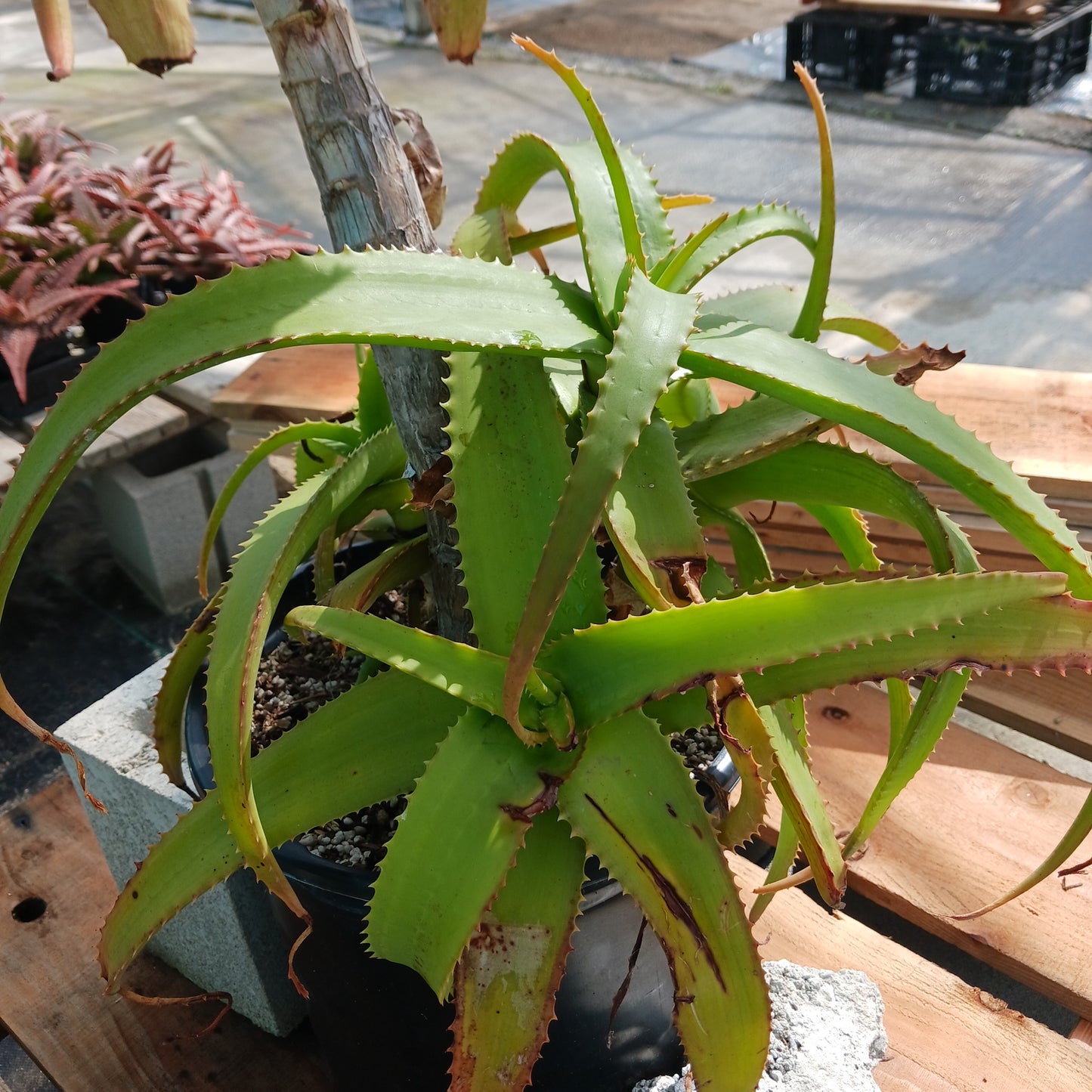 Aloe "Yemeni Gold" offset
