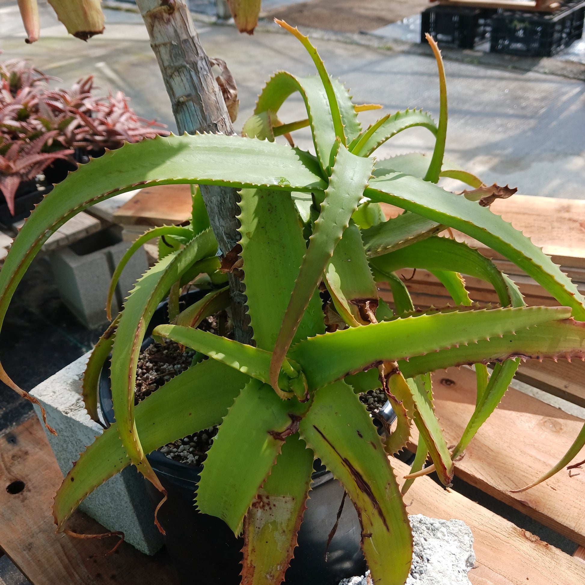 Aloe "Yemeni Gold" offset