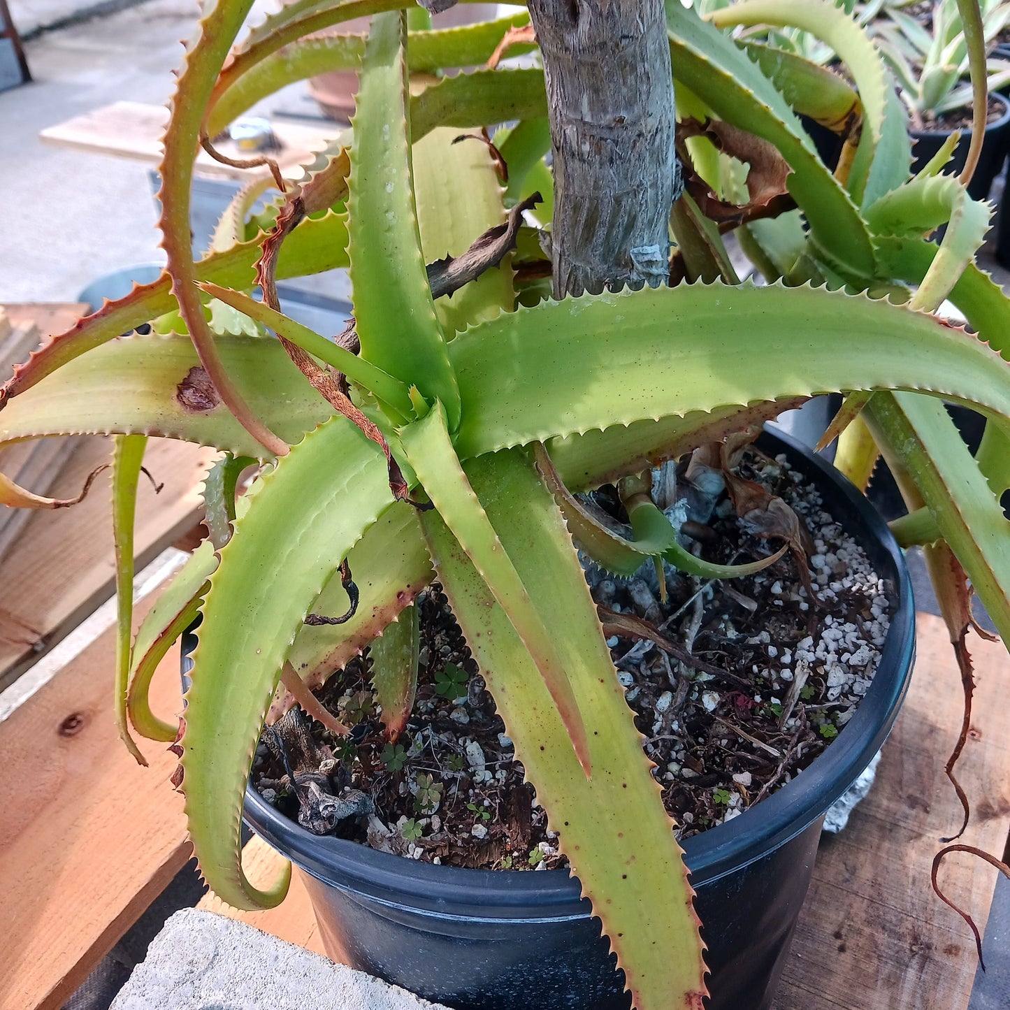 Aloe "Yemeni Gold" offset