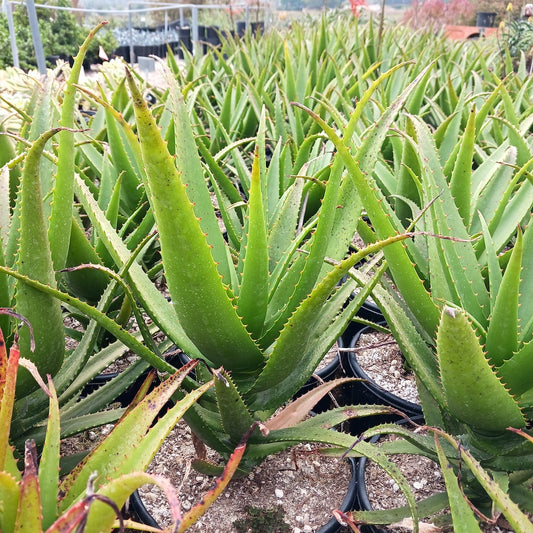 Aloe "Conejo Flame"