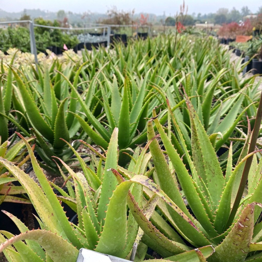Aloe "Conejo Flame"