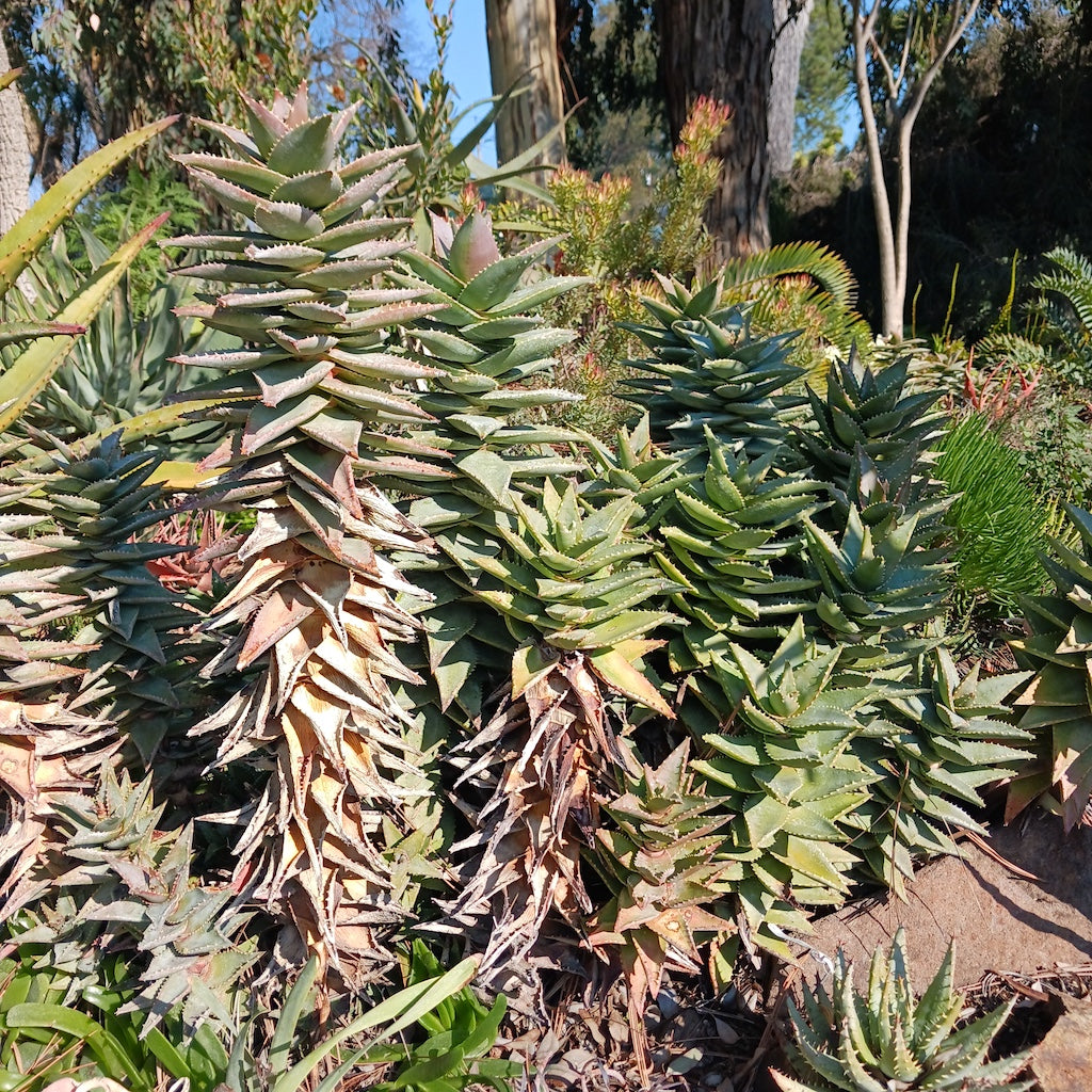 Aloe Hellskloof Bells at the Ruth Bancroft Garden on a sunny Winter Day