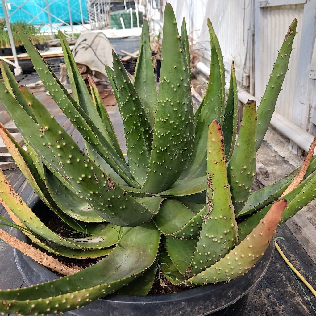 aleo aloe vera plant Aloe aculeata