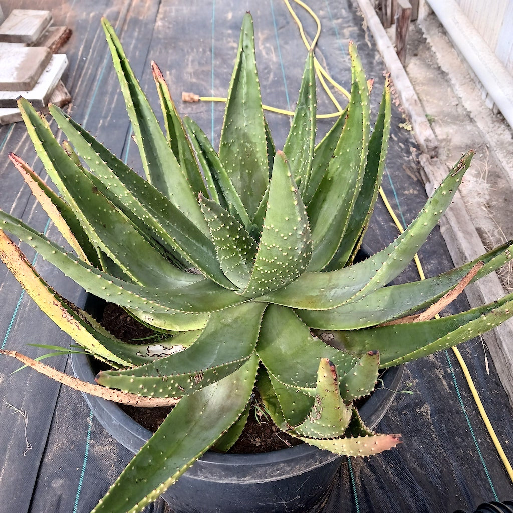 aloe aculeata