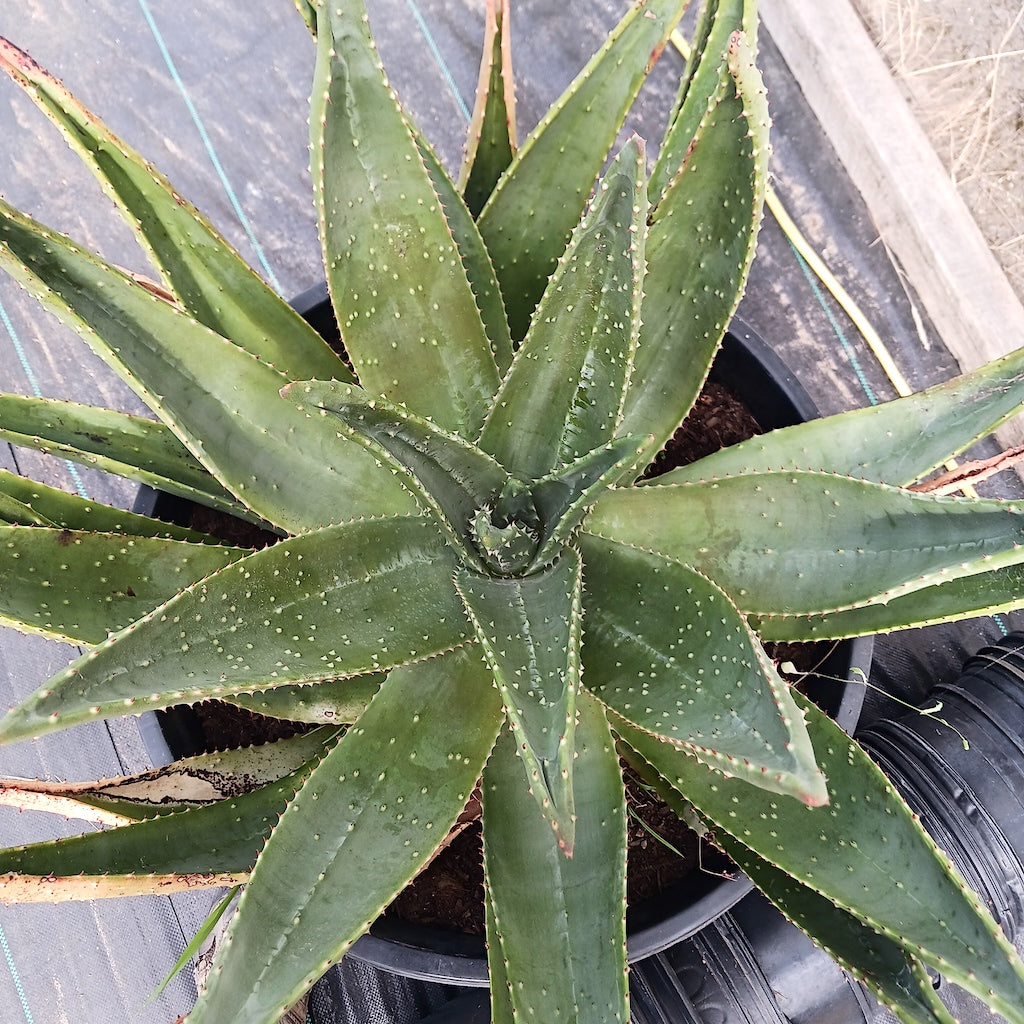 aloe aculeata