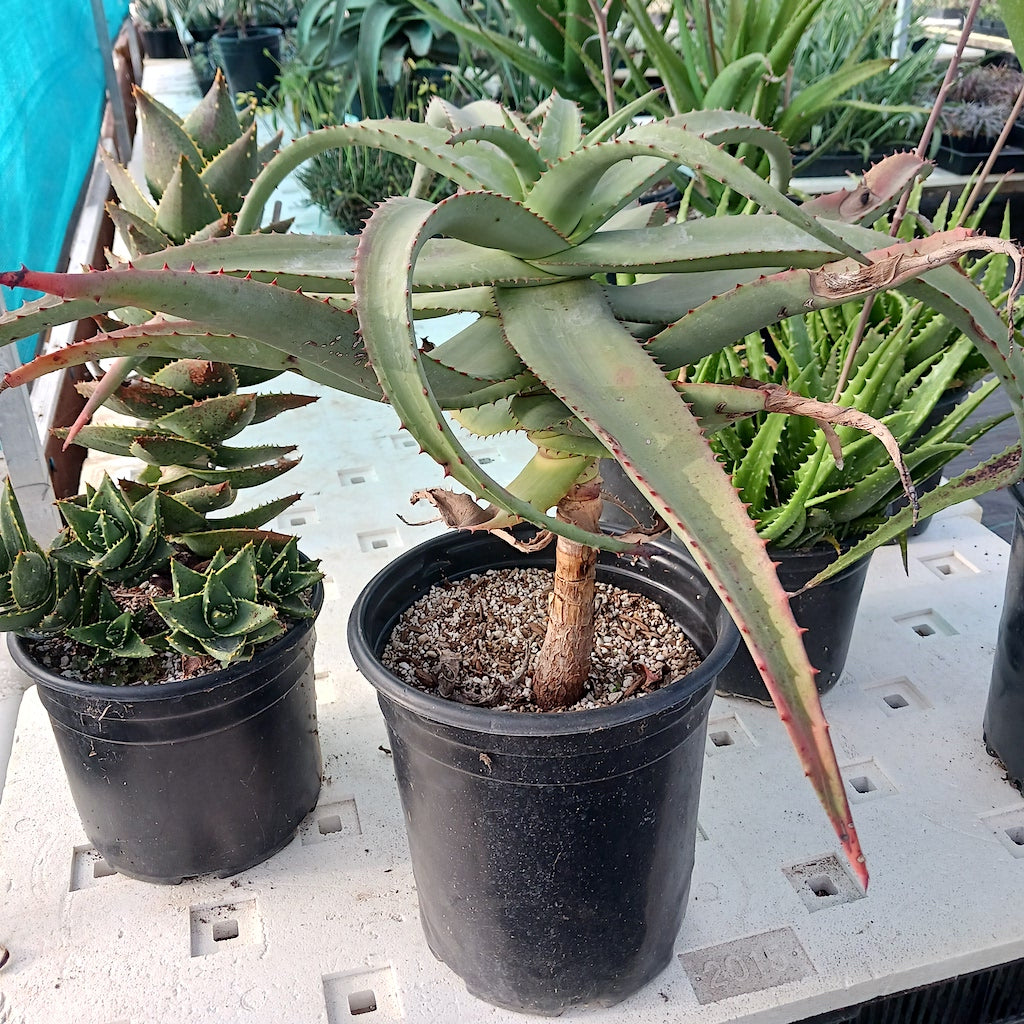 aloe africana 5ga