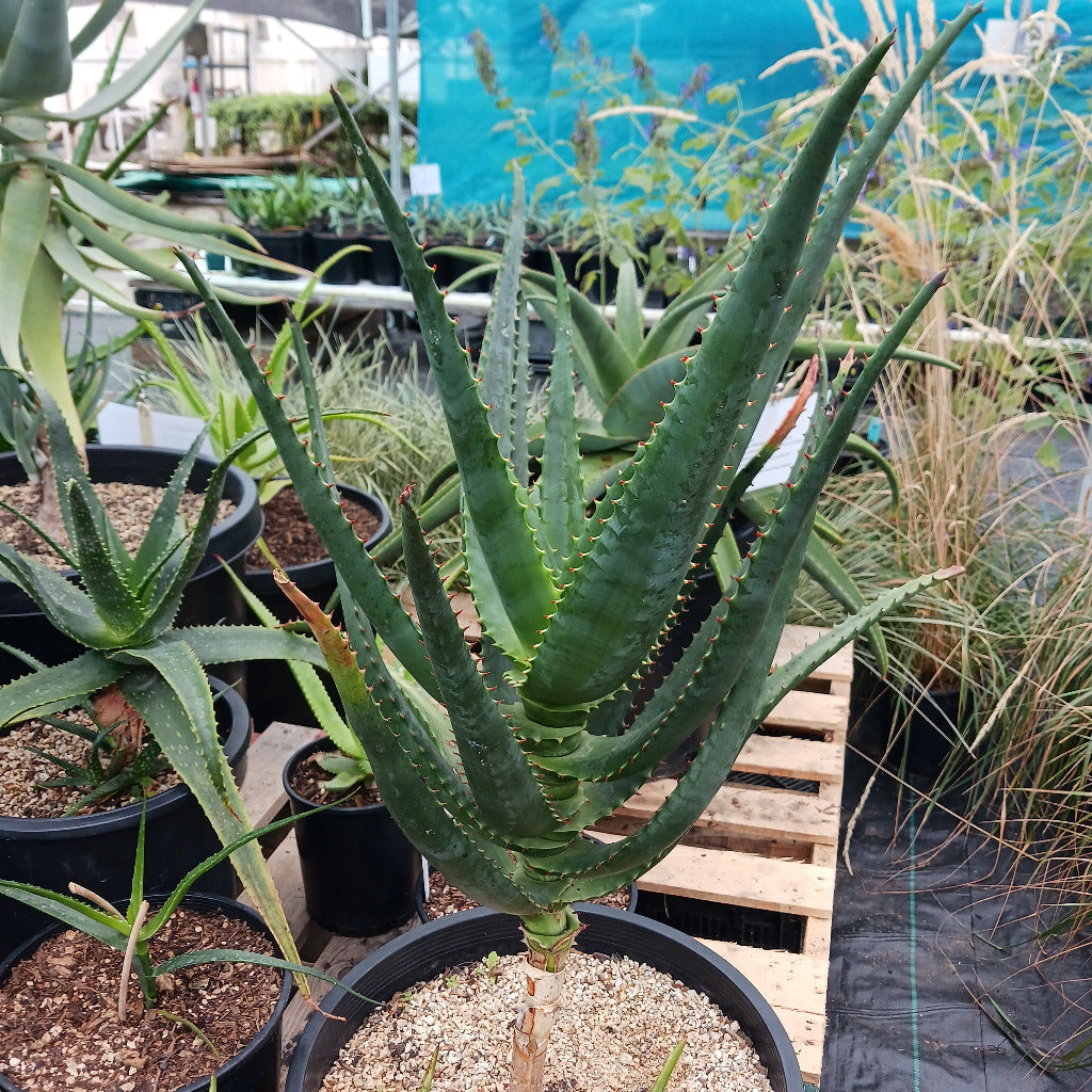 Aloe africana