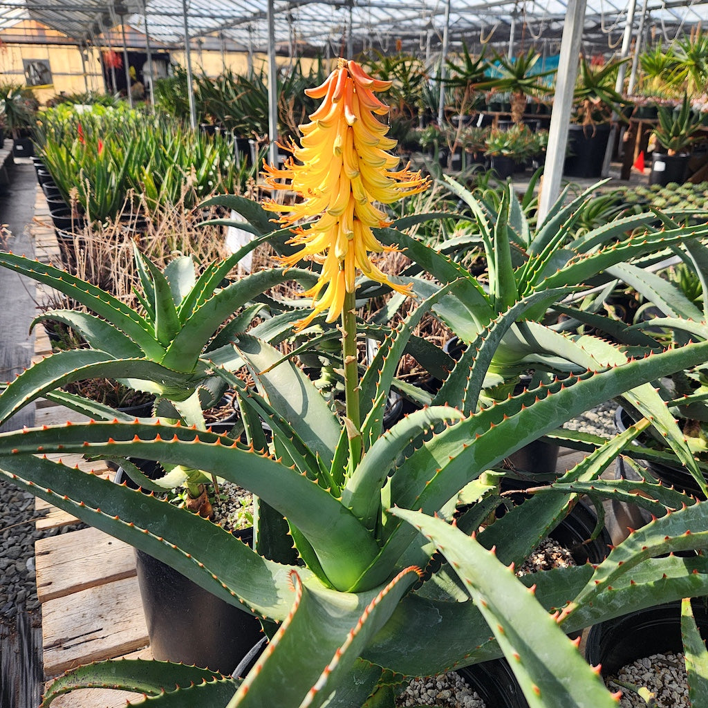 Aloe latifolia RSA (Transvaal) 極太 Aloe maculata v.latifolia アロエ ラティフォリア 多肉植物 | plants