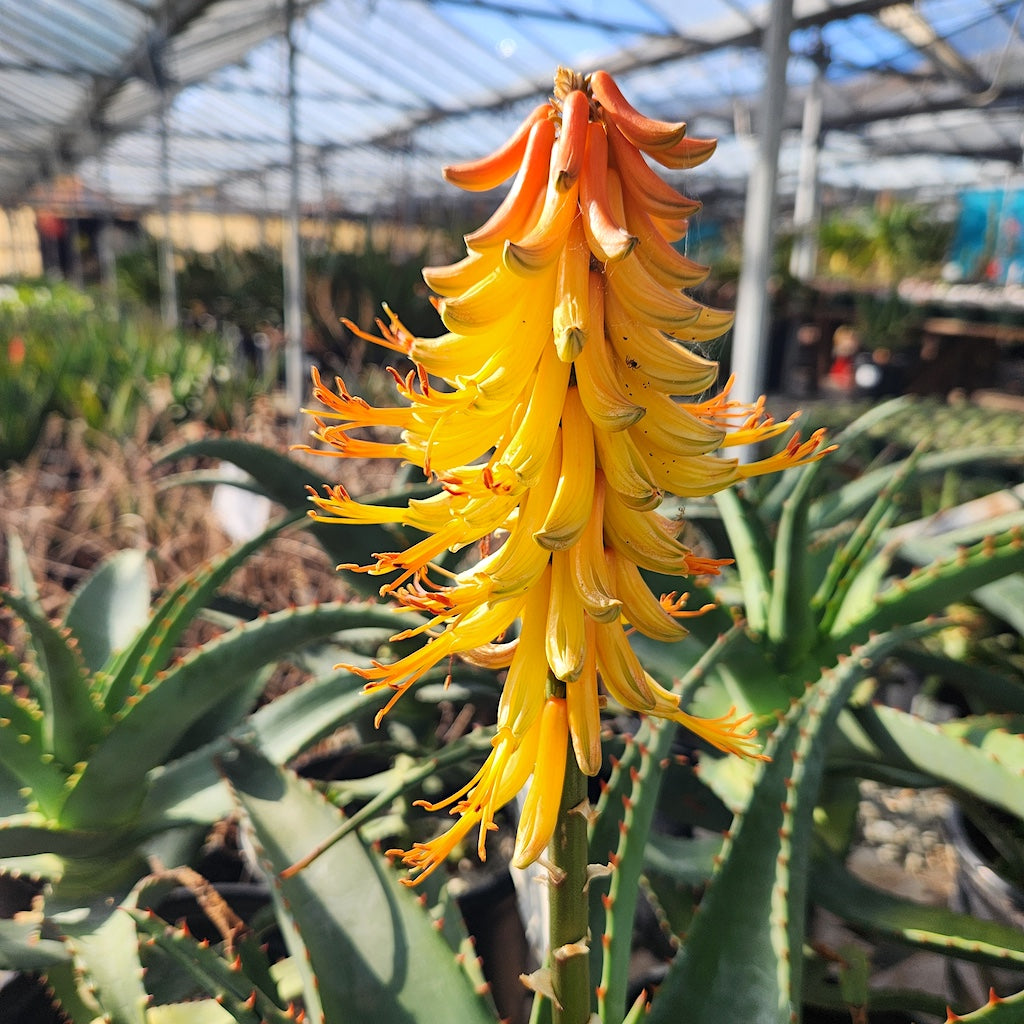 Aloe africana flower