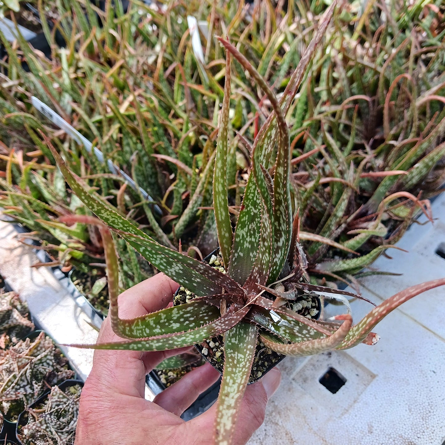 aloe albiflora in 2in nursery pot