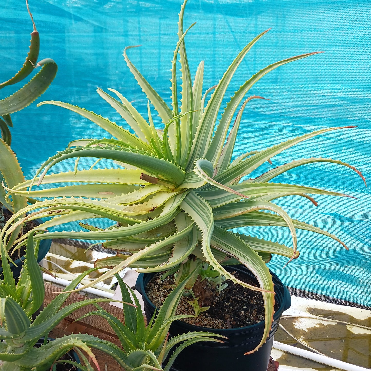 A large potted Aloe arborescens 'Variegata'