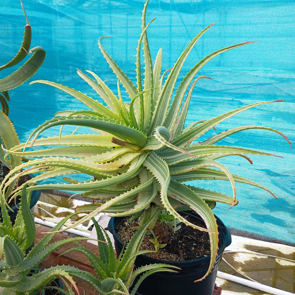 A large potted Aloe arborescens 'Variegata'