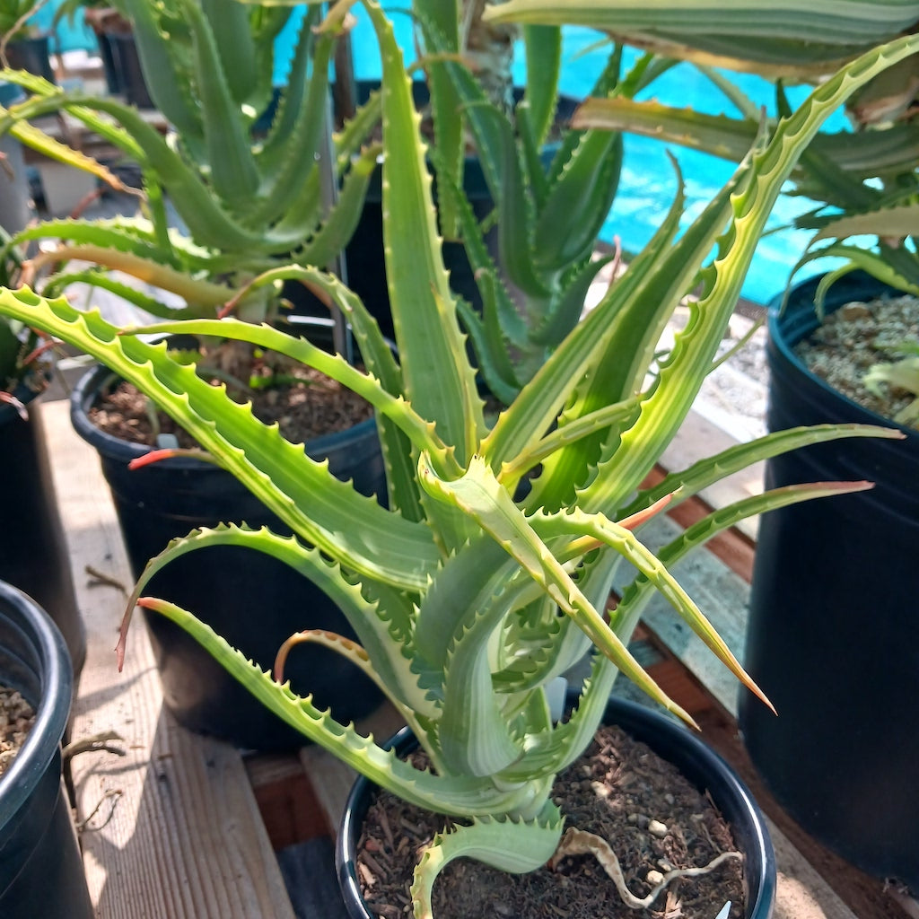 Aloe arborescens 'Variegata'