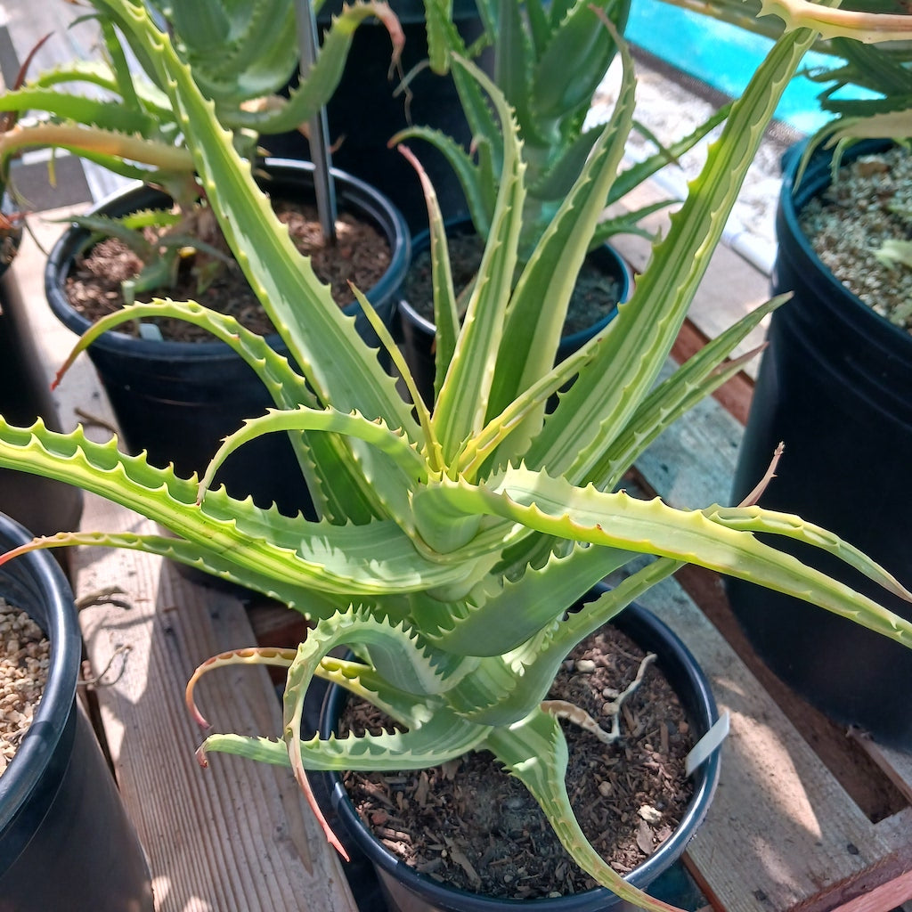 Aloe arborescens 'Variegata'