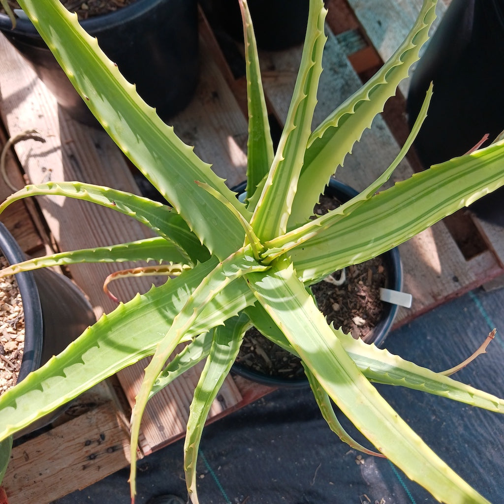 Aloe arborescens 'Variegata'