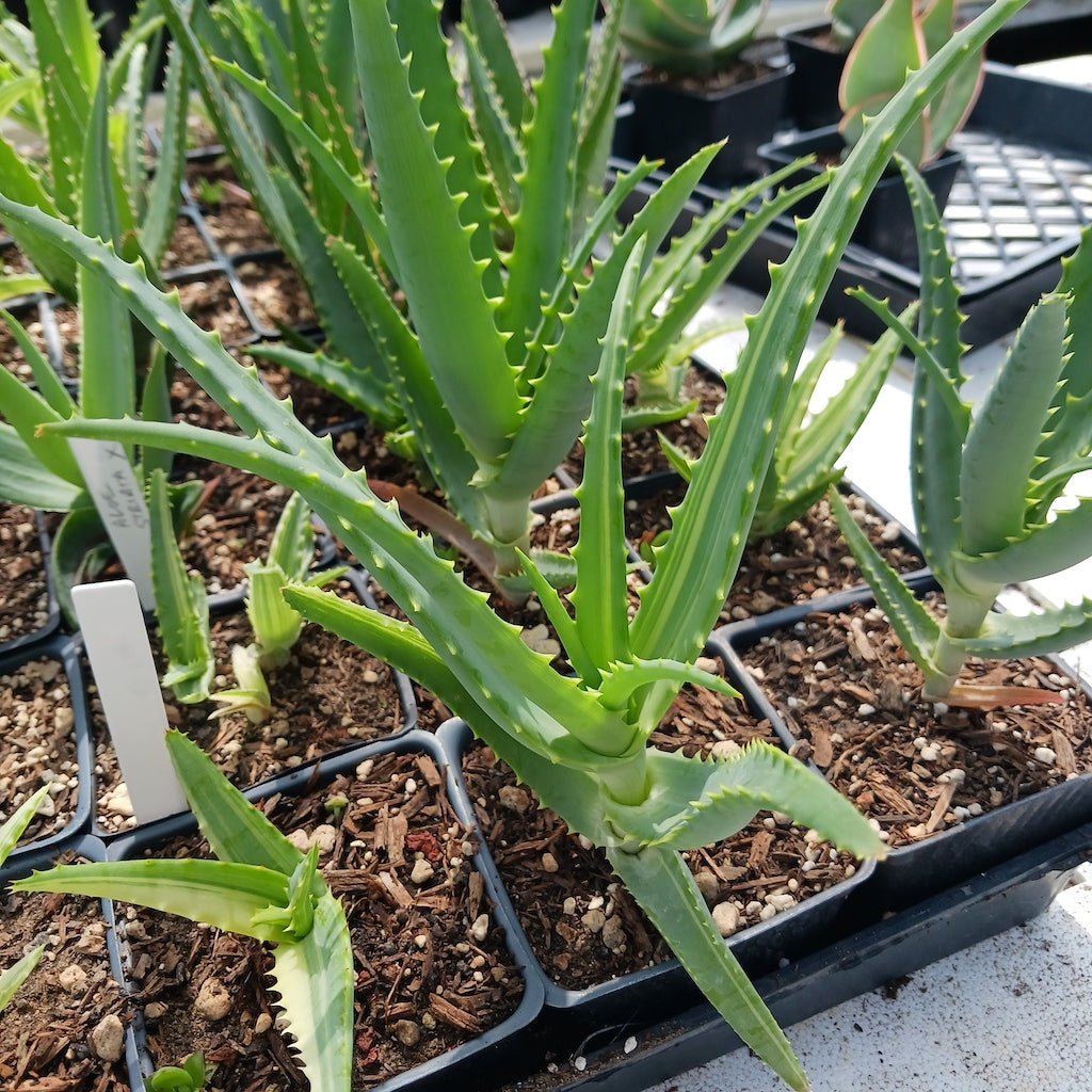 aloe vera plant seedling Aloe arborescens 'Variegata'