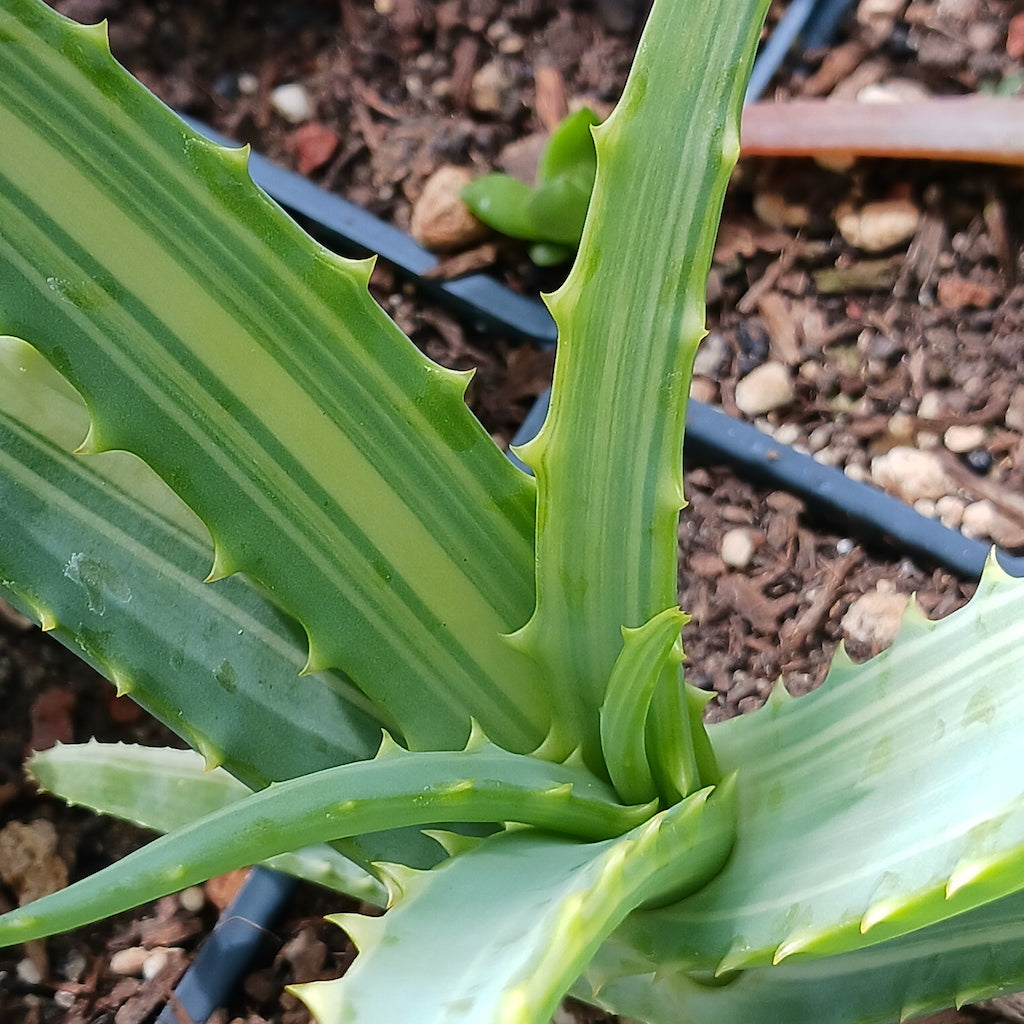 Aloe arborescens 'Variegata'