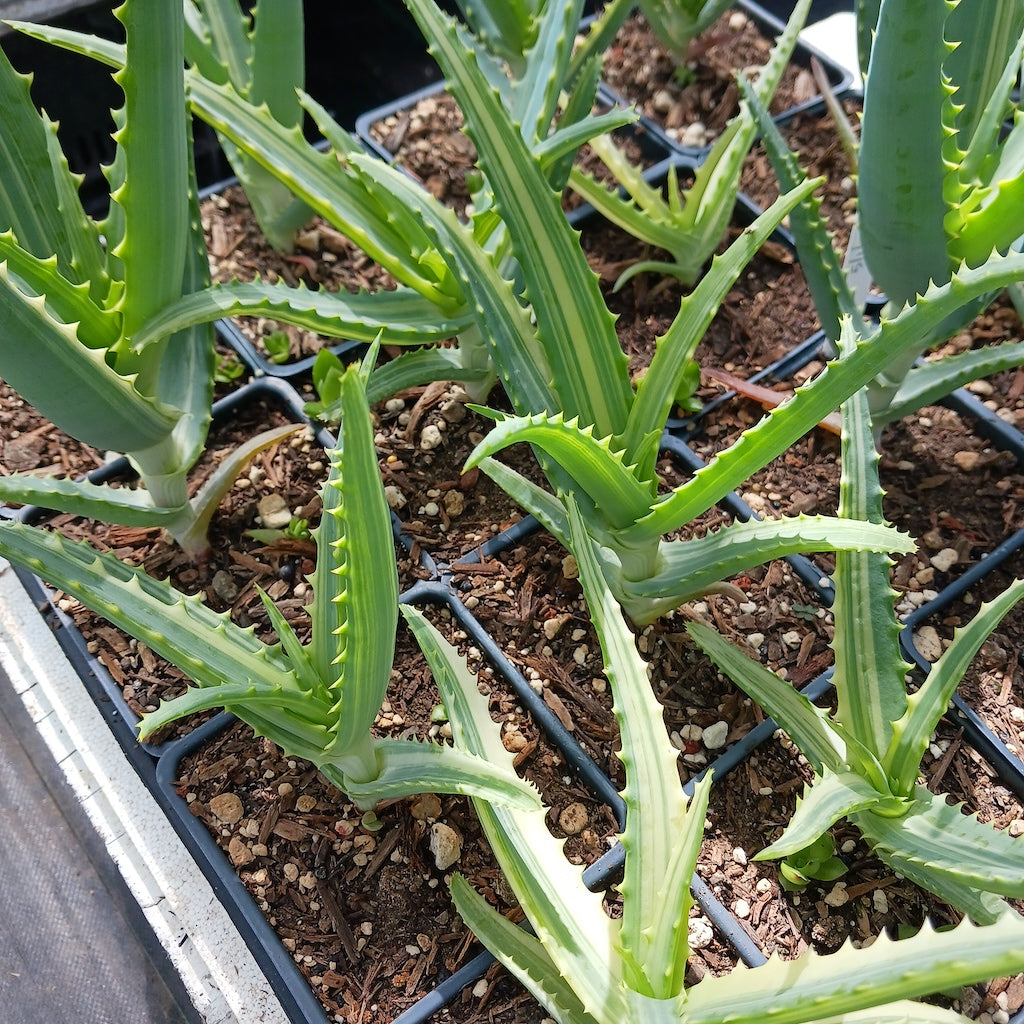 Aloe arborescens 'Variegata'