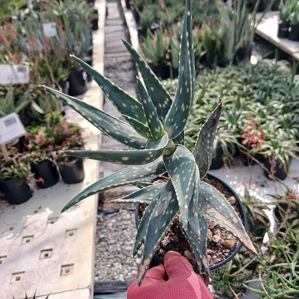 gray aloe vera plant Aloe arenicola