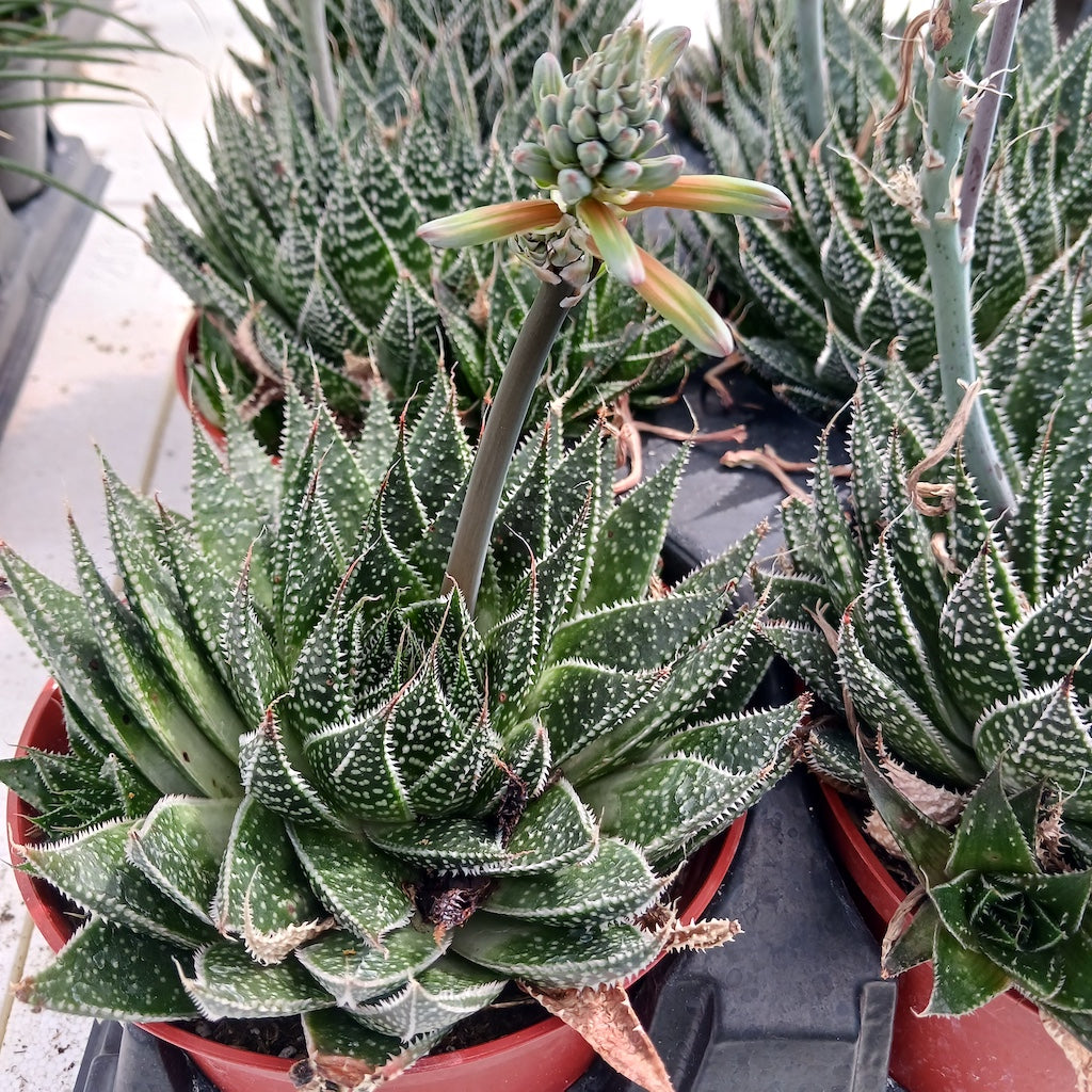 Aloe aristata