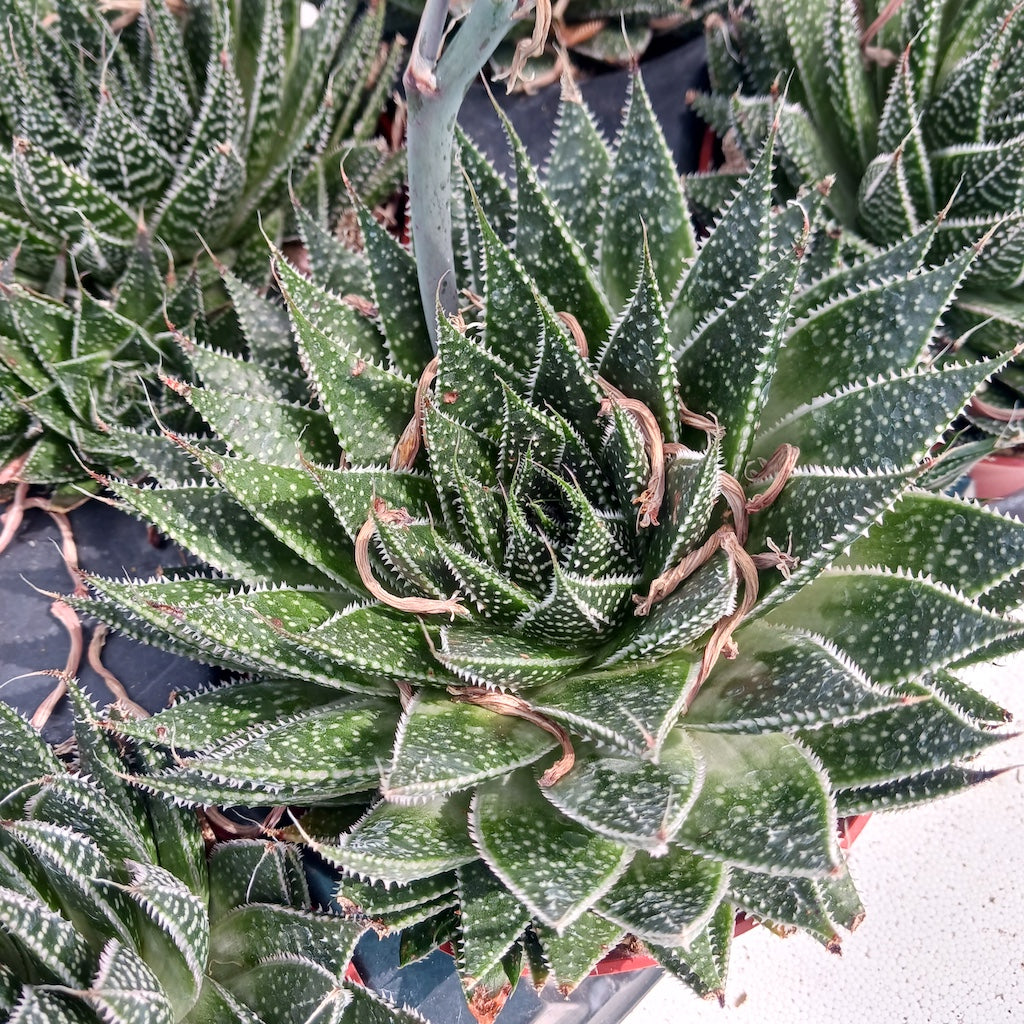 Aloe aristata