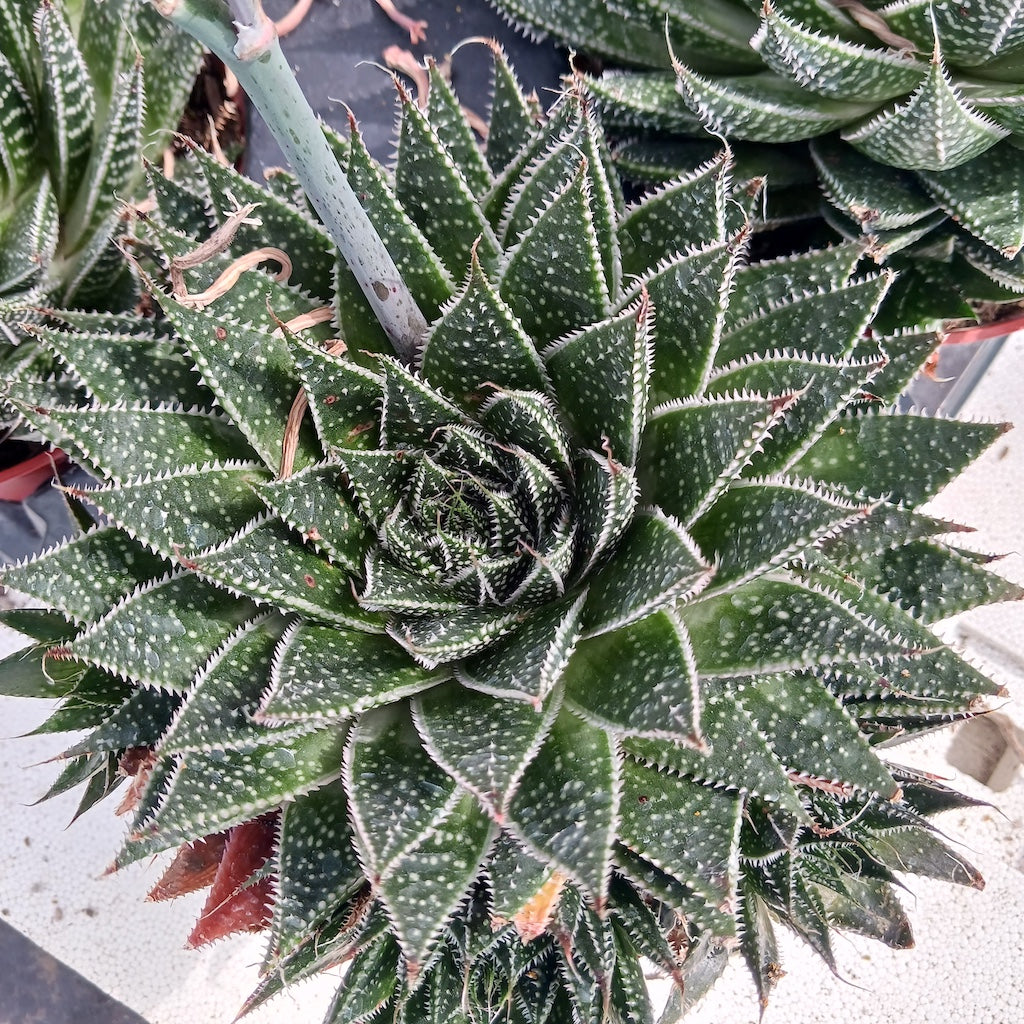 lace aloe vera plant Aloe aristata