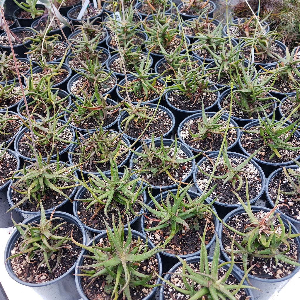 Aloe bakeri - 1ga