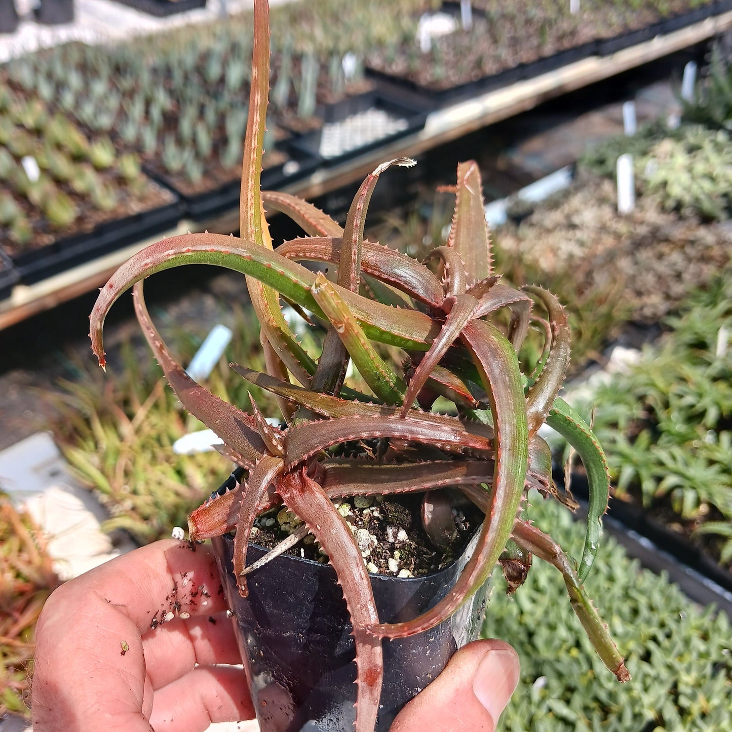 Aloe bakeri in a small nursery container