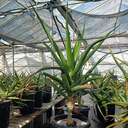 Aloe barberae