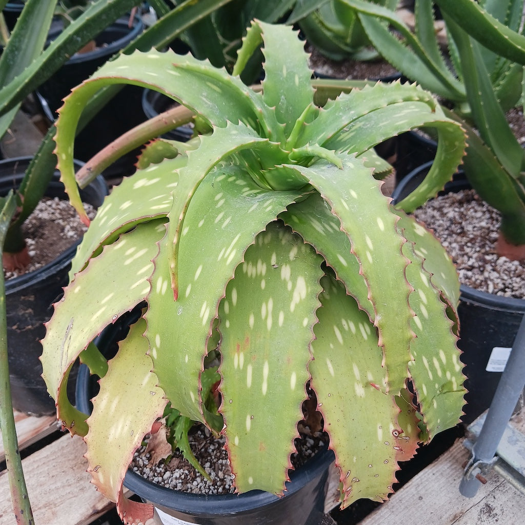 aloe vera plant big Aloe "Big Mac"