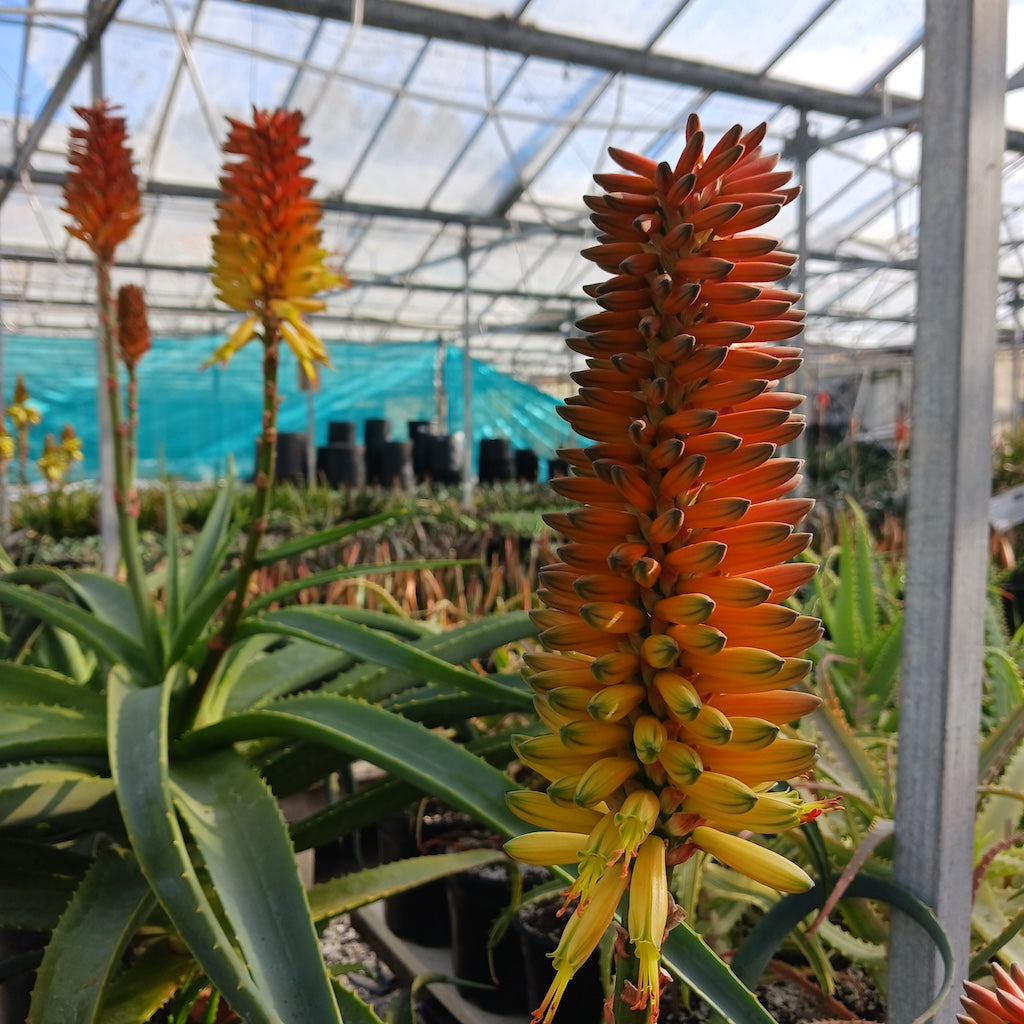 Aloe Birds and Bees - flowers create smooth gradient from warm golden-yellow at the base to burnt orange and soft red toward the top