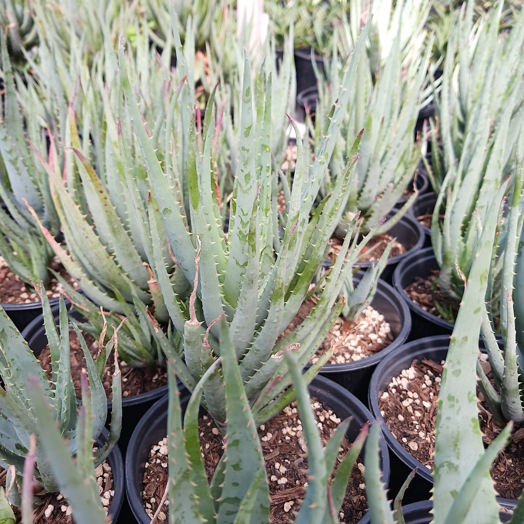 blue elf aloe vera plant Aloe Blue Elf