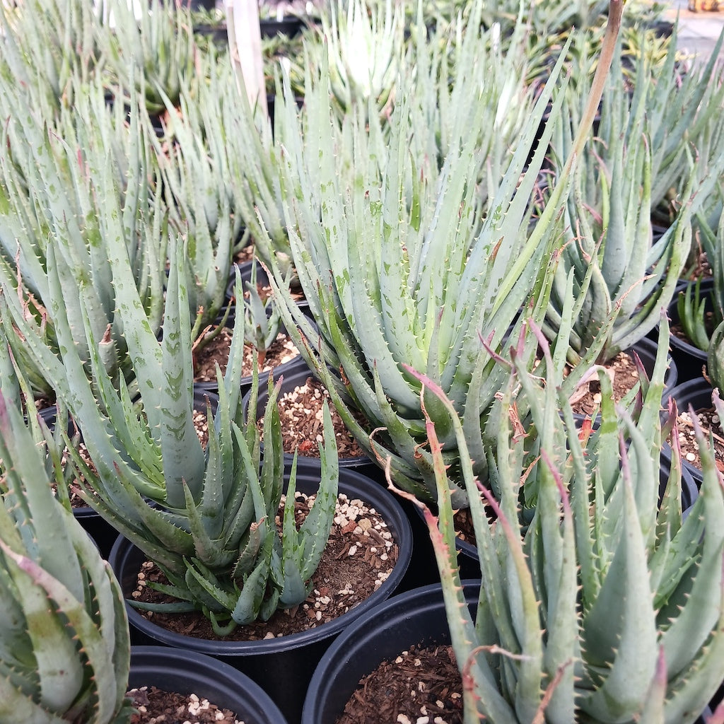 Aloe "Blue Elf"