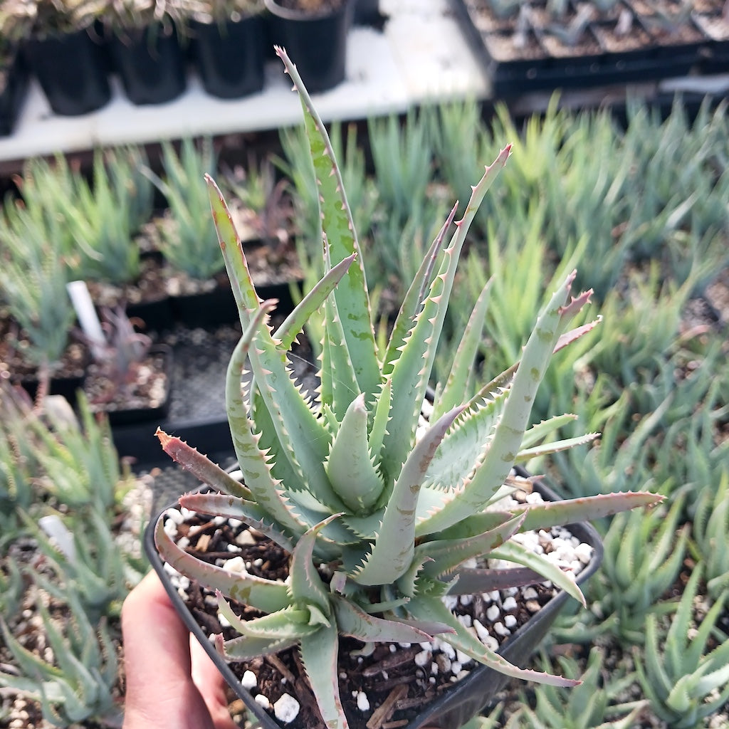 Aloe "Blue Elf" in 4in nursery pot