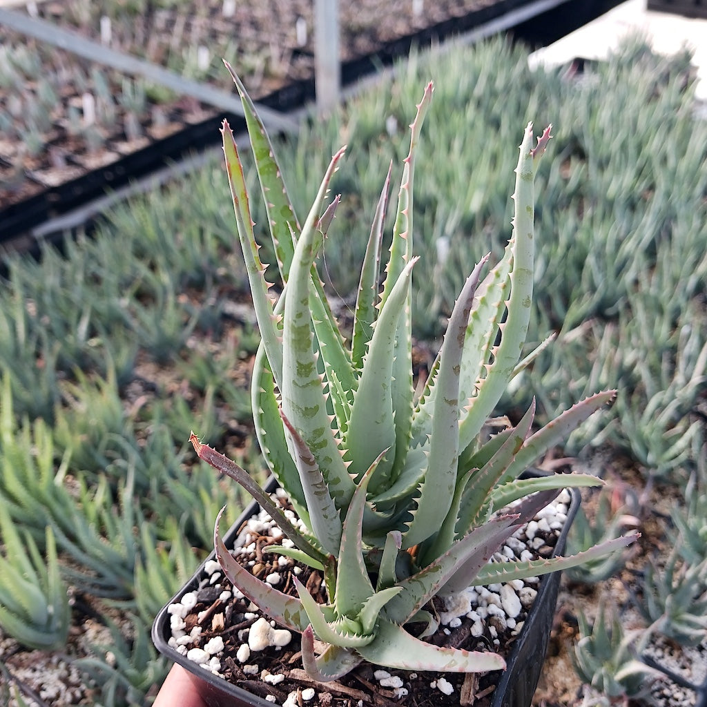 Aloe "Blue Elf" in 4in nursery pot