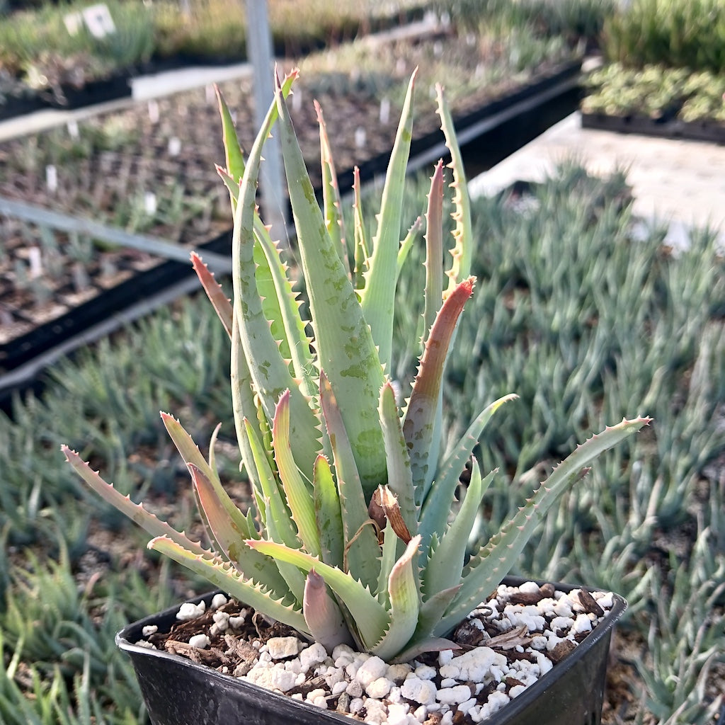 Aloe "Blue Elf" in 4in nursery pot