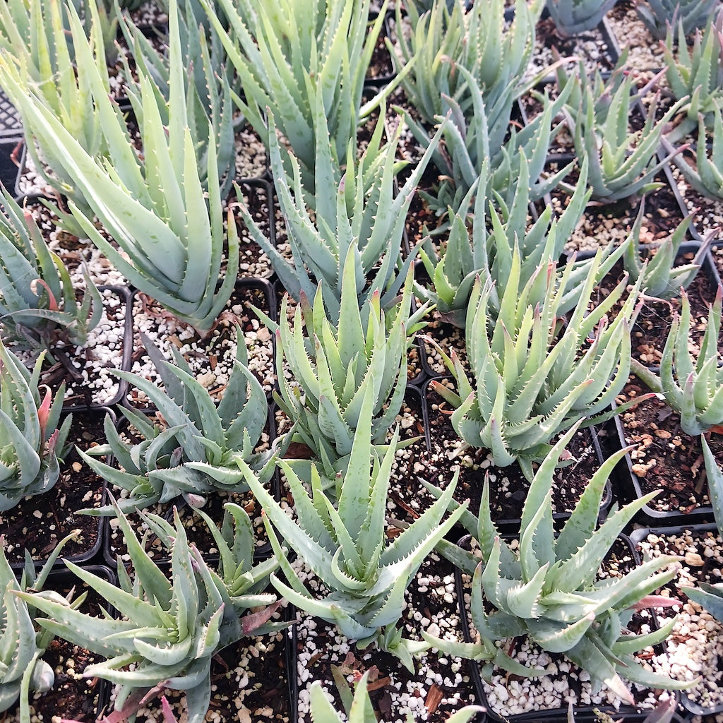 Several Aloe "Blue Elf" in 4in nursery pots