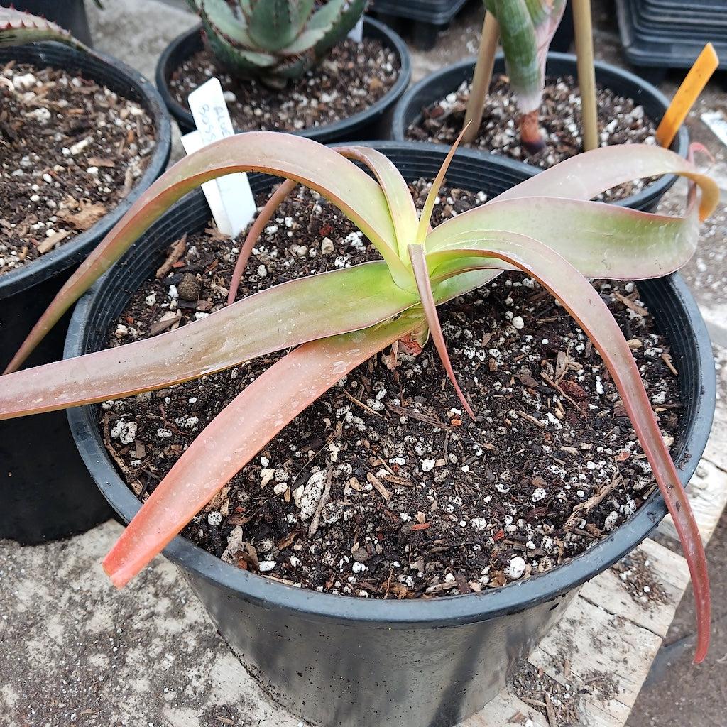Aloe bosseri