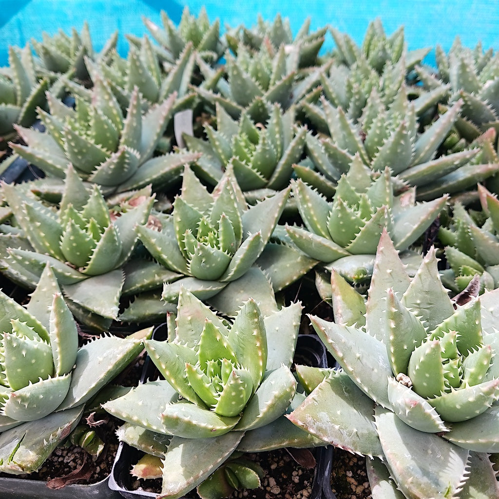 Several Aloe brevifolia in 4in nursery pots