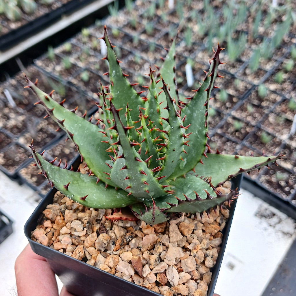 Aloe broomii