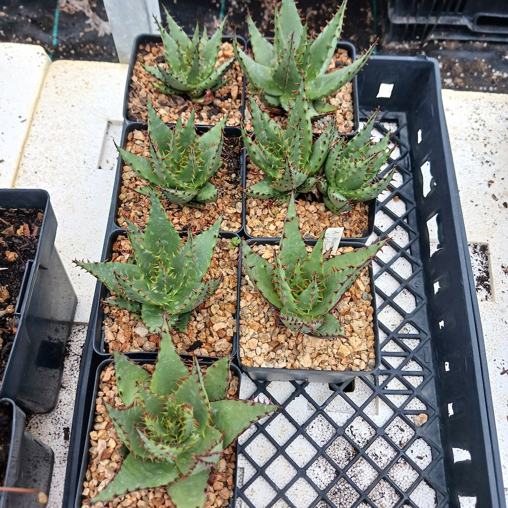 Aloe broomii