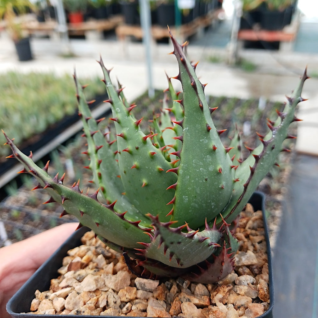 Aloe broomii
