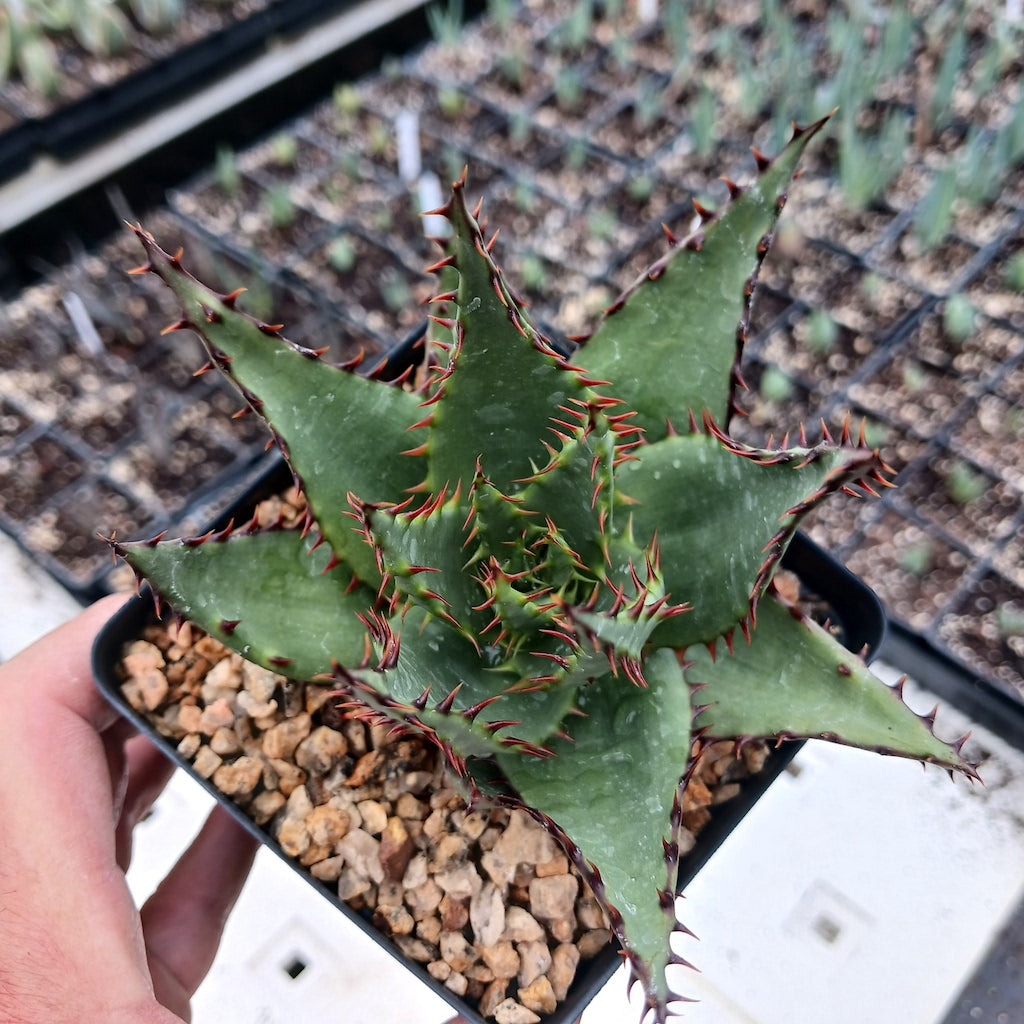 Aloe broomii