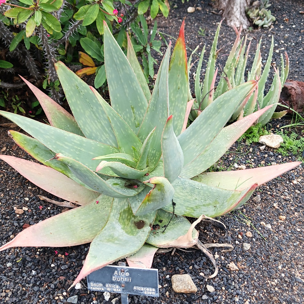 Aloe buhrii at Huntington Botanical Gardens