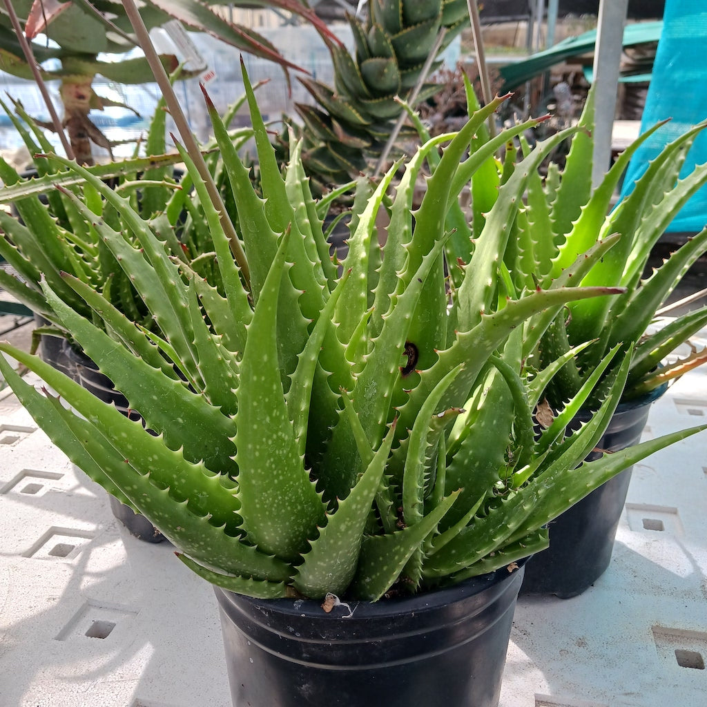 Aloe bussei