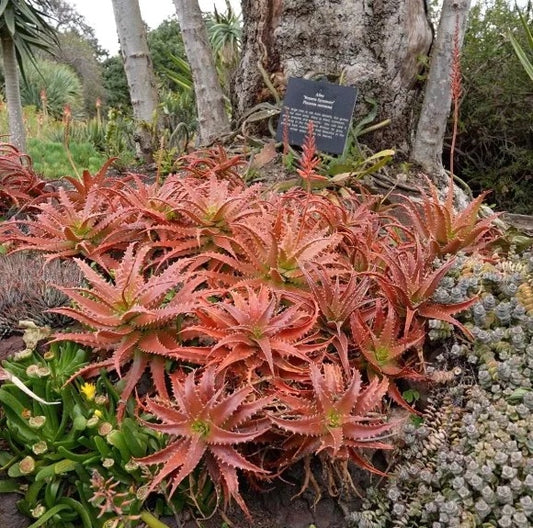Aloe bussei in landscape
